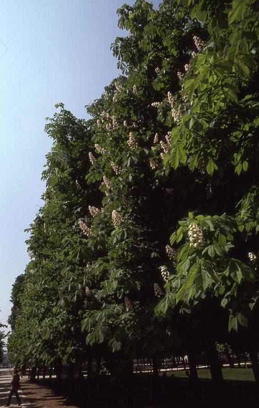 France 99 Paris Chestnuts Tuileries.jpg